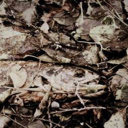 Harrow (CAN) : The River